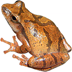 Spring Peeper Frog